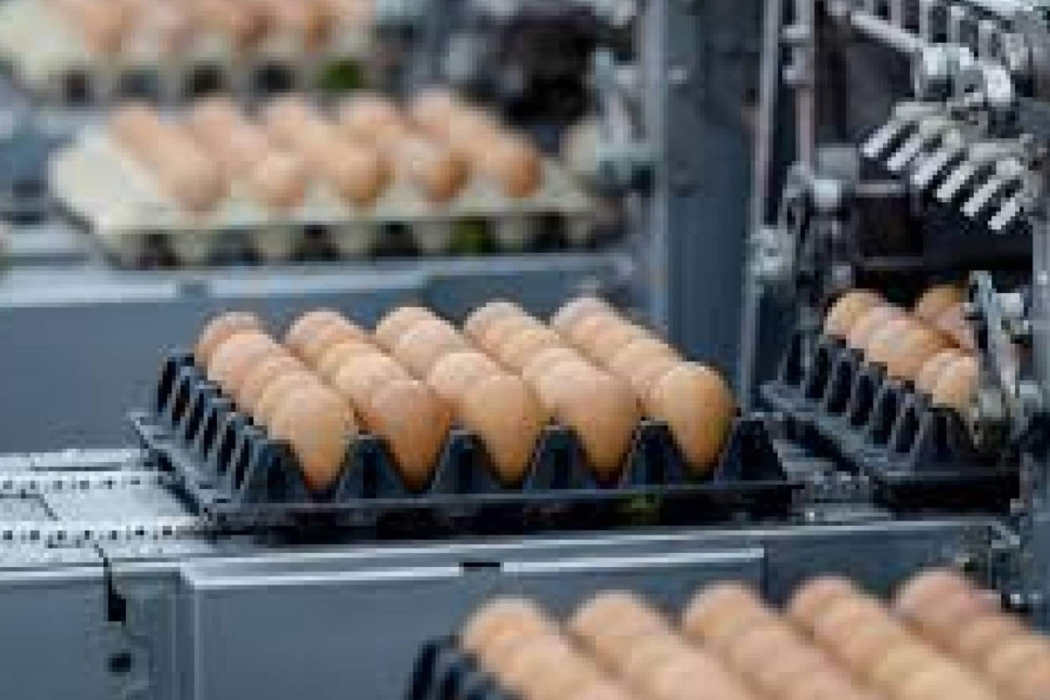 Egg expiry date: ഏപ്രിൽ 1 മുതൽ മുട്ടകളിൽ എക്സ്പയറി ഡേറ്റ് പ്രിന്റ് ചെയ്യണമെന്ന് ഉത്തർപ്രദേശ് സർക്കാർ