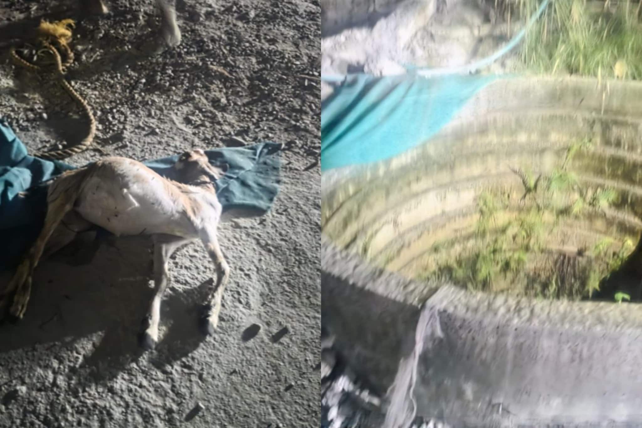 നാട്ടിലേക്ക് പോവാൻ ടിക്കറ്റ് എടുത്ത് കാത്തിരുന്ന ഇതരസംസ്ഥാന തൊഴിലാളികൾ ആടിനെ രക്ഷിക്കാൻ ശ്രമിക്കവേ മരിച്ചു നാട്ടിലേക്ക് പോവാൻ ടിക്കറ്റ് എടുത്ത് കാത്തിരുന്ന ഇതരസംസ്ഥാന തൊഴിലാളികൾ ആടിനെ രക്ഷിക്കാൻ ശ്രമിക്കവേ മരിച്ചു