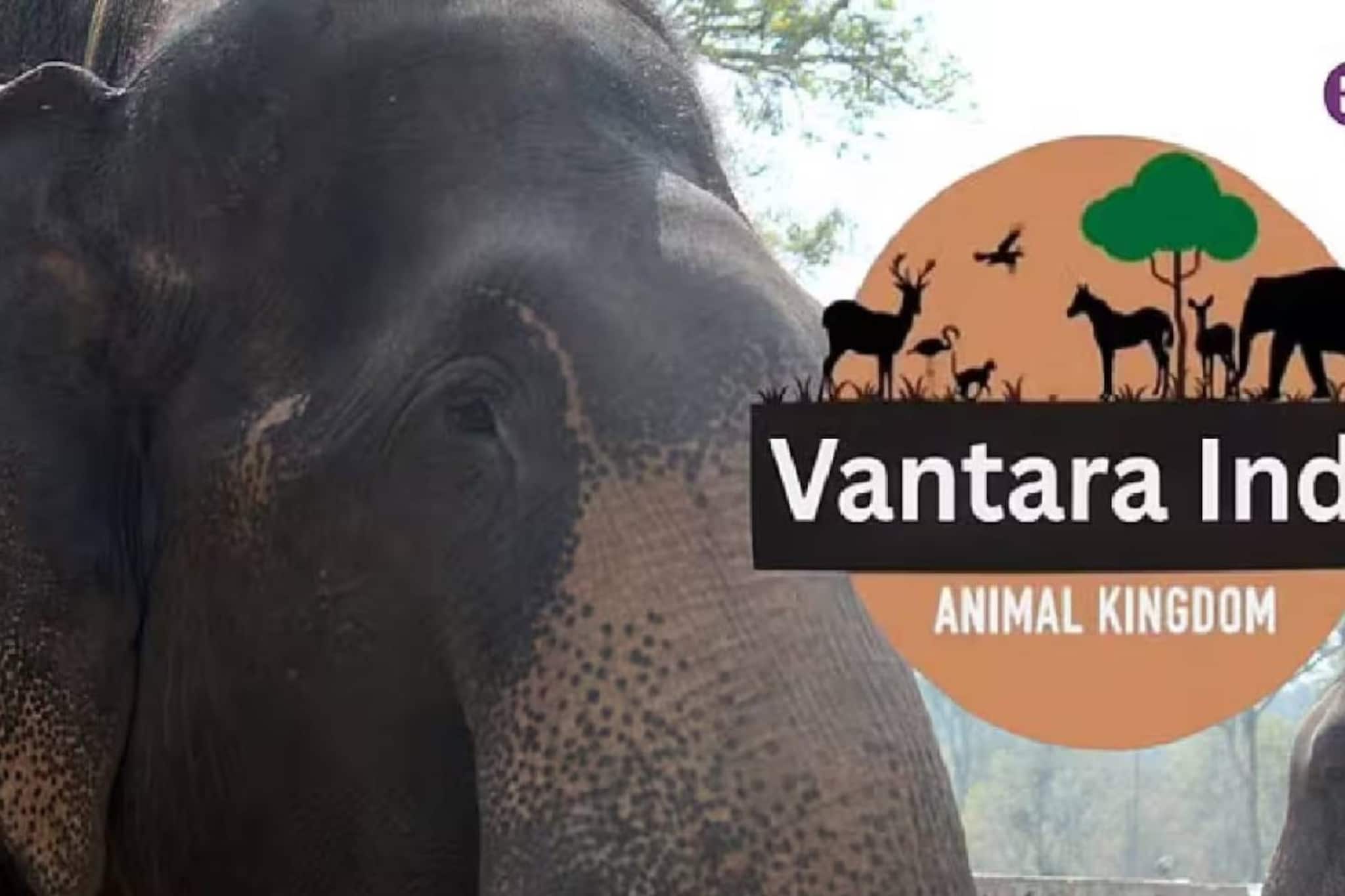 മൃഗങ്ങളുടെ ഇറക്കുമതിയിലെ ക്രമക്കേട് ആരോപണം; വൻതാരക്കെതിരെയുള്ള ഹർജി സുപ്രീം കോടതി തള്ളി