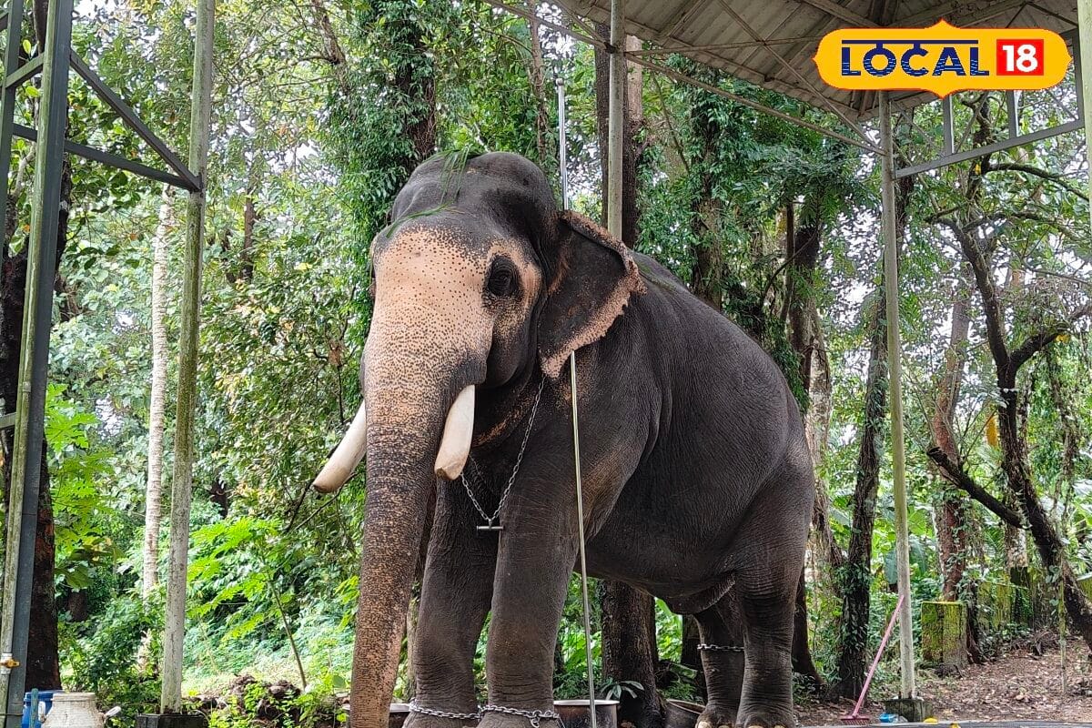 മധുരപ്പുറം കണ്ണൻ: ആനപ്രേമികളുടെ ഹൃദയം കവർന്ന ശാന്തനായ ഗജവീരൻ്റെ കഥ