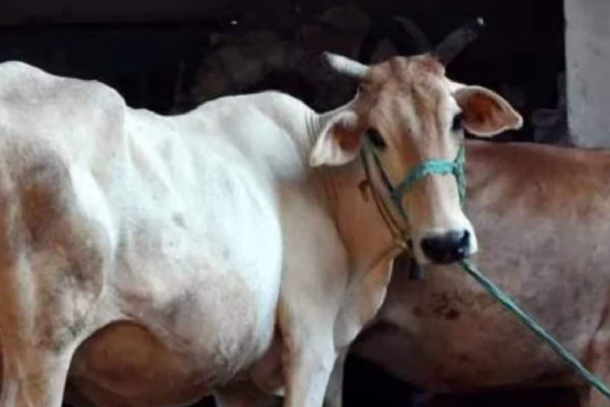 ഉത്തർപ്രദേശിൽ നാടൻ പശുക്കളെ സംരക്ഷിക്കാൻ ഒഎൽഎക്സ് മാതൃകയിൽ 'ഗോ-എൽഎക്സ്'