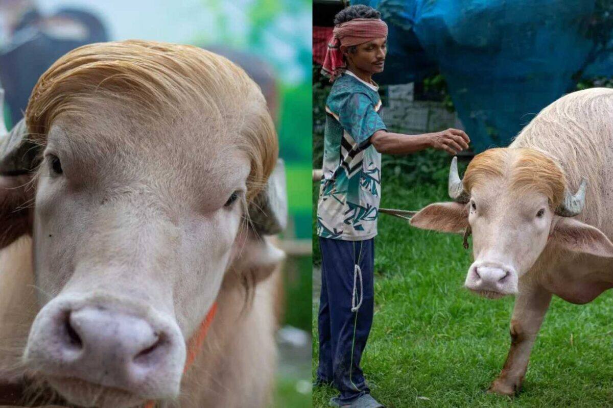 ഈദിന് ബലി നൽകിയില്ല; വൈറൽ ട്രംപോത്ത് ഇനി മൃഗശാലയിലേക്ക്