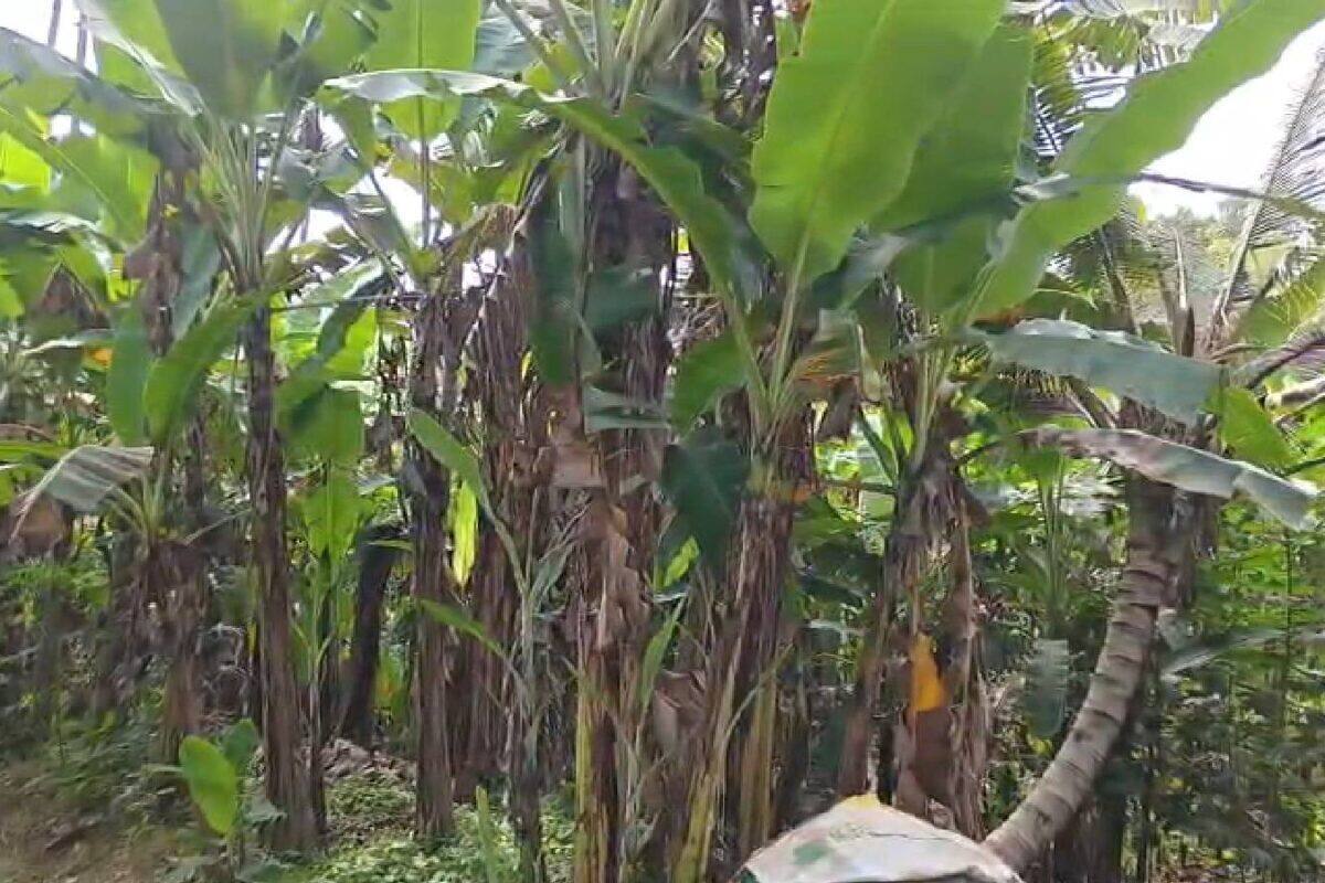 രാത്രിയിൽ പഴക്കുലകൾ കക്കുന്ന കള്ളൻ; തിരുവനന്തപുരത്ത് ഒരാഴച്ചയ്ക്കിടെ നഷ്ടമായത് 30 ഓളം പഴക്കുലകൾ