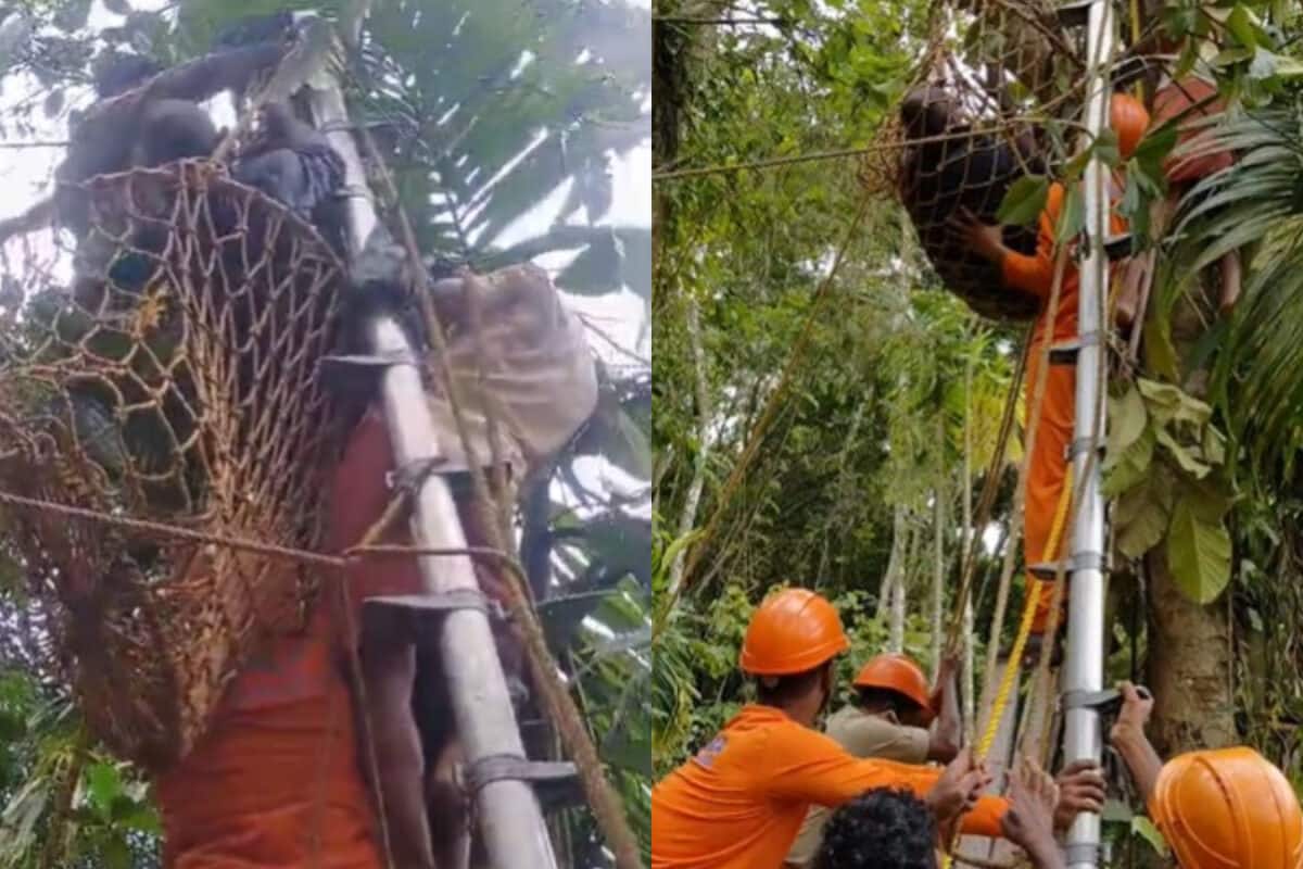 മരം വെട്ടുന്നതിനിടെ തൊഴിലാളി തലകീഴായി കുടുങ്ങി; സാഹസികമായി രക്ഷപെടുത്തി അഗ്നിരക്ഷാ സേന