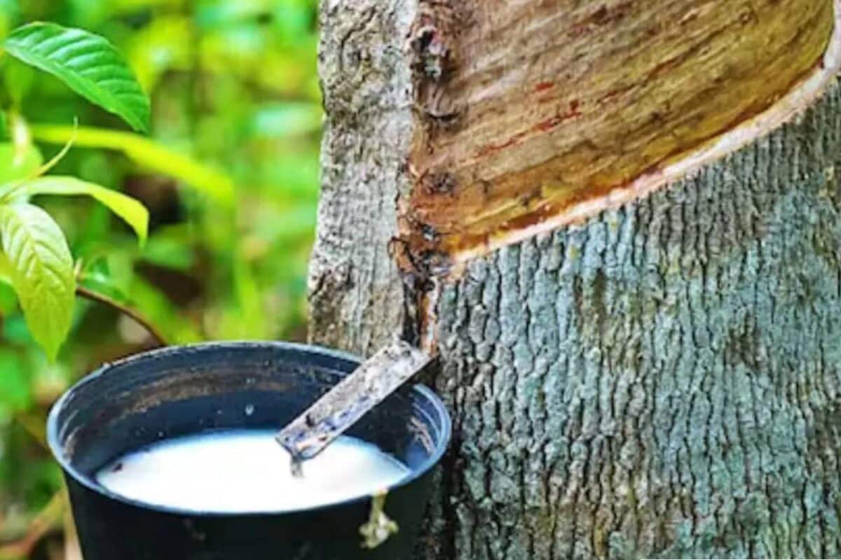 Kerala Budget| റബർ താങ്ങുവില 250 രൂപയായി വർധിപ്പിക്കും; മനുഷ്യ-വന്യജീവി സംഘര്ഷം കുറയ്ക്കാൻ നടപടി
