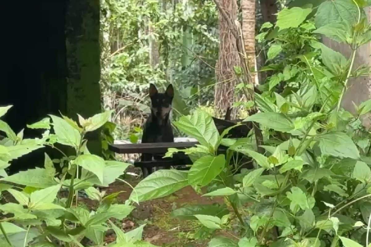 തെരുവുനായ ഓടിച്ച് പരിക്കേറ്റു; കോഴിക്കോട് മദ്രസയിലെ പ്ലസ് വൺ പരീക്ഷ എഴുതാൻ കഴിയാതെ വിദ്യാർത്ഥിനി
