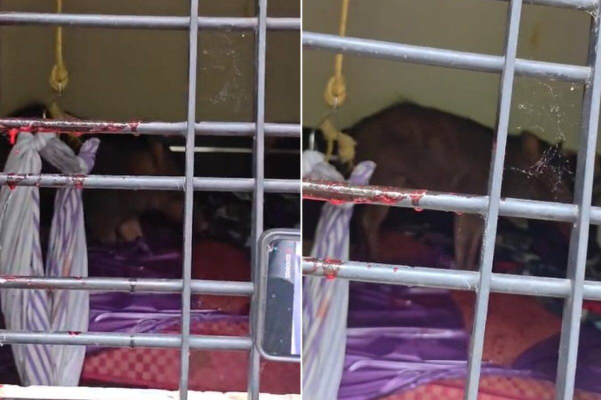 മലപ്പുറത്ത് വീടിനകത്ത് കട്ടിലിൽ കാട്ടുപന്നി കയറി; രണ്ടരവയസുകാരി രക്ഷപെട്ടത് തലനാരിഴയ്ക്ക്