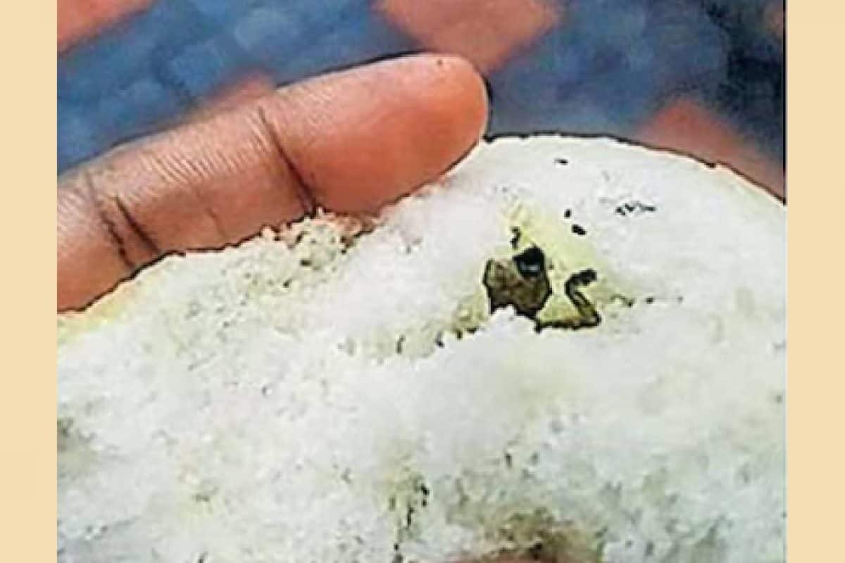 ബേക്കറിയിൽ നിന്ന് വാങ്ങിയ ബ്രഡിനുള്ളിൽ ചത്ത പല്ലികളെ കിട്ടിയതായി പരാതി
