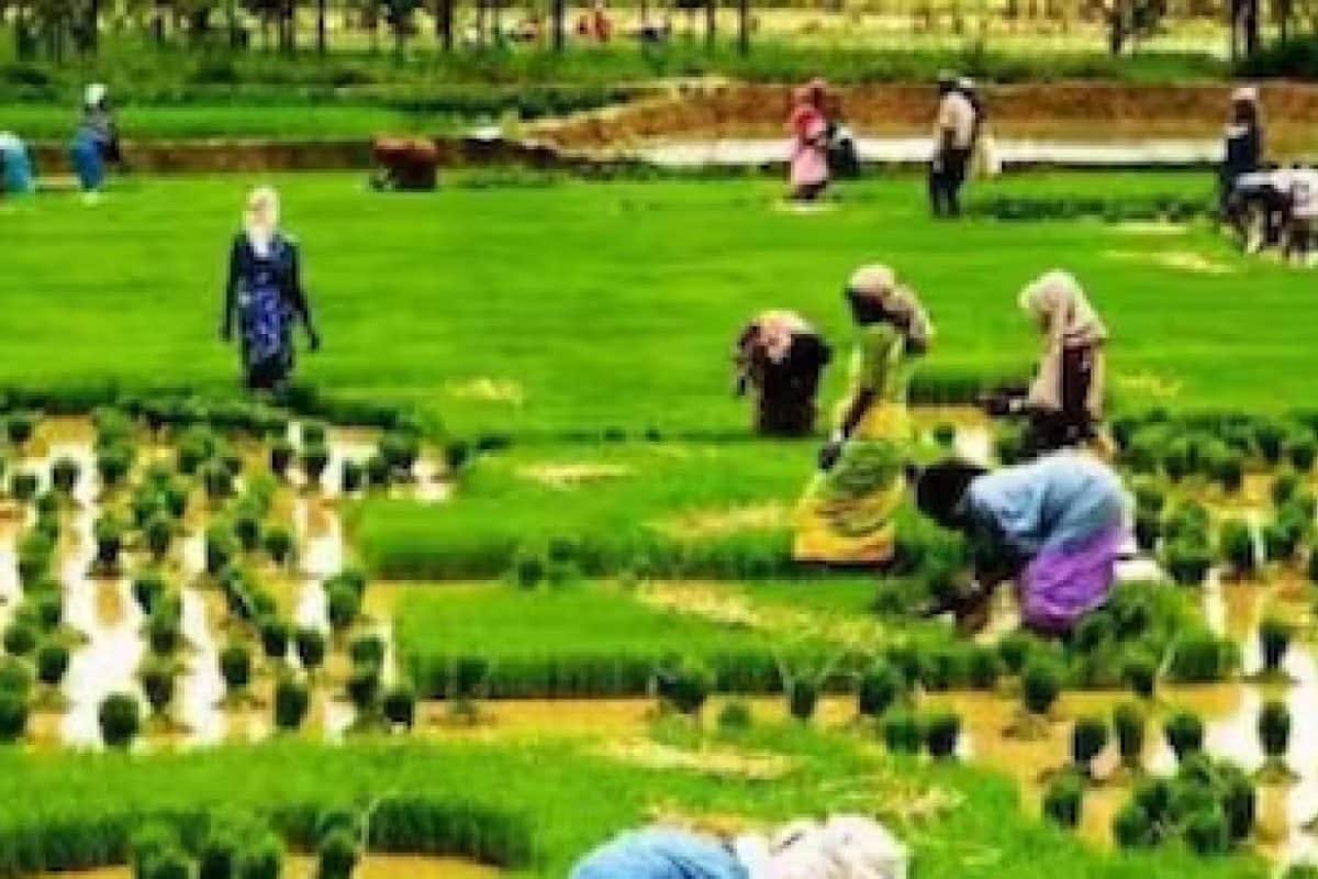 ചിങ്ങം 1| പ്രതീക്ഷയുടെ കർഷക ദിനം; പുതുവർഷത്തെ വരവേറ്റ് മലയാളികൾ