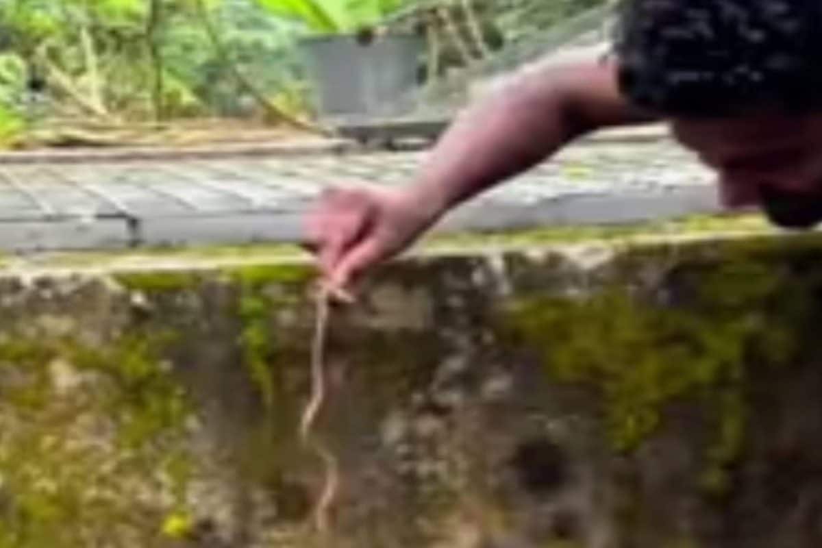 തുണി വിരിക്കുന്ന അഴയിൽ കിടന്ന ഷർട്ടിൽ പാമ്പ്; കടിച്ച പാമ്പുമായി യുവാവ് ആശുപത്രിയിൽ