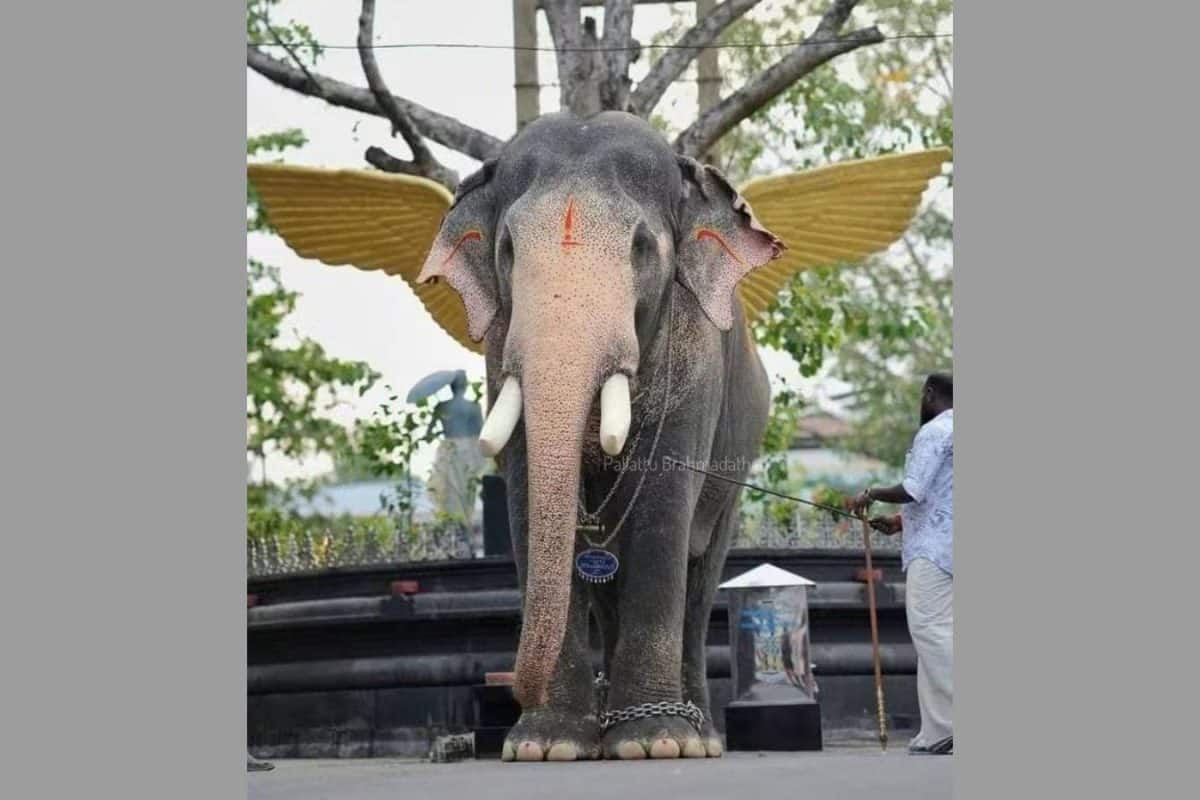 കോട്ടയത്ത് ഇടിമിന്നലേറ്റ ഗജവീരൻ പല്ലാട്ട് ബ്രഹ്മദത്തൻ ചരിഞ്ഞു