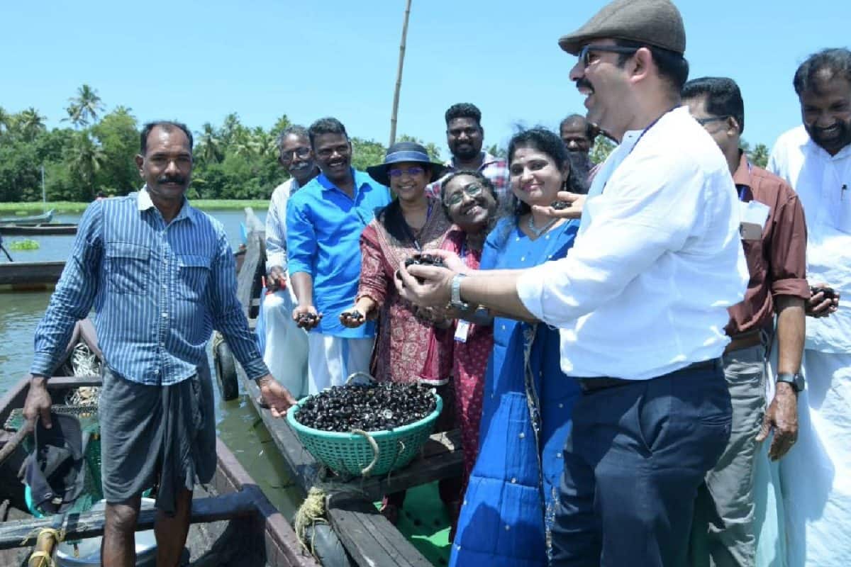 വേമ്പനാട് കായലിൽ കറുത്ത കക്കയ്ക്ക് പുതുജീവൻ; വിതച്ചതിന്റെ എട്ട് മടങ്ങോളം ഉൽപാദനം; CMFRI പദ്ധതി വിജയം