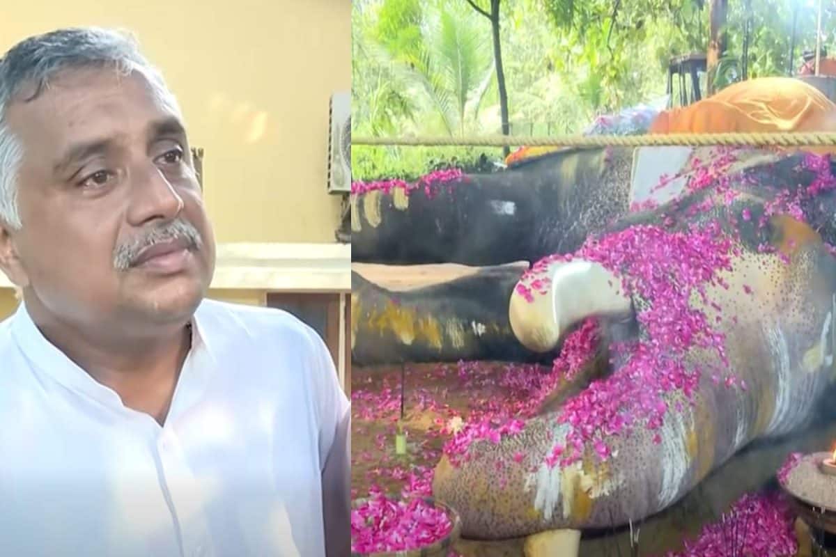 'ചന്ദന നിറമായിരുന്ന മുഖം കരിവാളിച്ചുപോയി': ഇടിമിന്നലിൽ ചരിഞ്ഞ പല്ലാട്ട് ബ്രഹ്മദത്തന്റെ ഉടമ രാജേഷ്