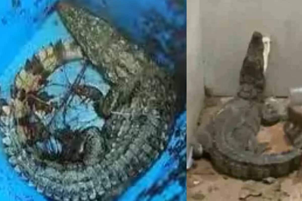 കോളേജ് ഹോസ്റ്റലിലെ ബാത്റൂമിൽ മുതല ; പരിഭ്രാന്തരായി വിദ്യാർത്ഥികൾ