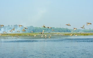 Species of aquatic migratory terrestrial birds of fresh water and habitat spotted in Okhla Bird Sanctuary. A place of birdwatcher delight, a spot for nature lovers for enormous range of wild creatures. Copyright (c) 2019 S B Stock/Shutterstock.