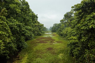 A water channel tunrned into a green jungle in the valmiki nagar tiger reserve in state Bihar. Copyright (c) Ashish Kaushik / Shutterstock