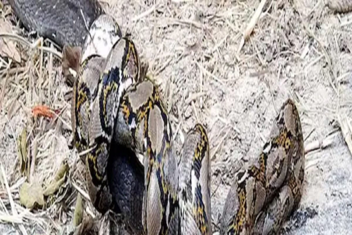 King cobra python fight video viral watch the end mhpl - Cobra Python ...
