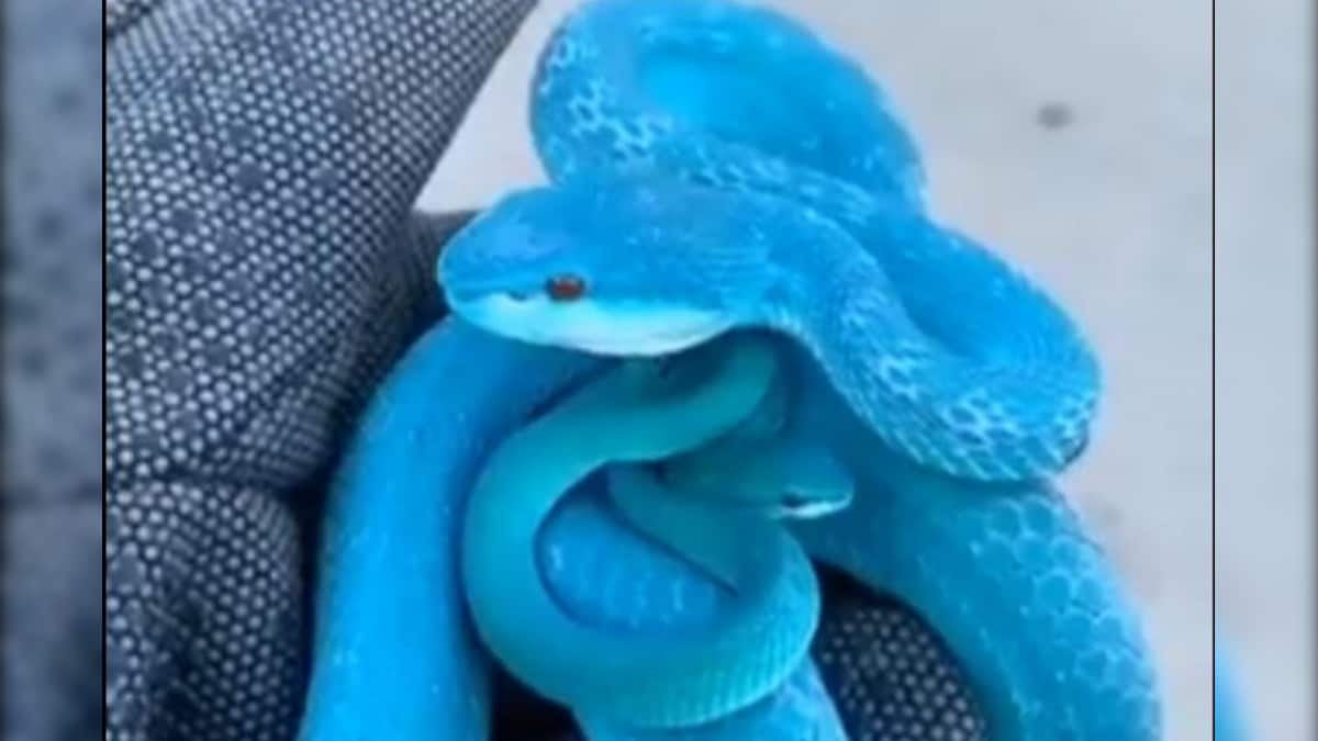 Video of poisonous blue snake goes viral on social media mhkp - निळ्या ...