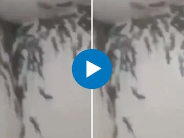 बाथरुममध्ये पालींचं मोठं सैन्य