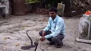 20 वर्षांपासून सापांना पकडणारा स्वतः झाला सापाचा शिकार, सर्पदंशामुळे मृत्यू