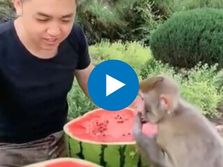 क्युट व्हिडीओ