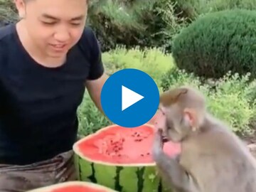 क्युट व्हिडीओ क्युट व्हिडीओ