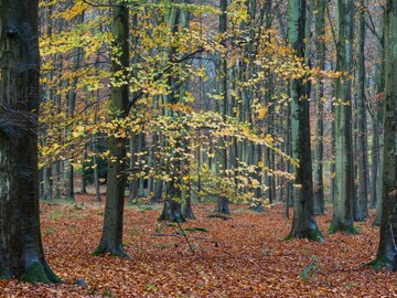 या एक किलो लाकडाच्या किंमतीत येईल मारुती बलेनो, 1 झाडातून होते 7 कोटींची कमाई! या एक किलो लाकडाच्या किंमतीत येईल मारुती बलेनो, 1 झाडातून होते 7 कोटींची कमाई!