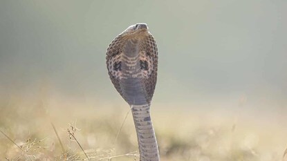 नाग पंचमीची पूजा