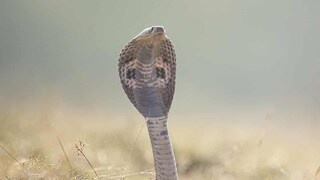 नाग पंचमीची पूजा नाग पंचमीची पूजा