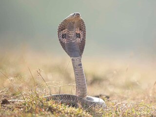 नाग पंचमीची पूजा
