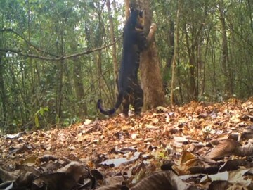 भारतातील जंगलात दिसला विचित्र प्राणी; पण नाव वाचलंत तर विश्वास बसणार नाही