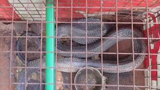 साप निमूटपणे तिथून निघून गेला पण तो कायमचा गेलेला नव्हता. दुसऱ्या रात्री तो पुन्हा आला... साप निमूटपणे तिथून निघून गेला पण तो कायमचा गेलेला नव्हता. दुसऱ्या रात्री तो पुन्हा आला...