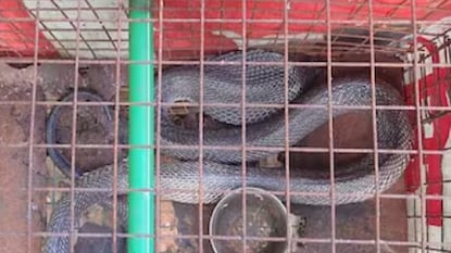 साप निमूटपणे तिथून निघून गेला पण तो कायमचा गेलेला नव्हता. दुसऱ्या रात्री तो पुन्हा आला... साप निमूटपणे तिथून निघून गेला पण तो कायमचा गेलेला नव्हता. दुसऱ्या रात्री तो पुन्हा आला...