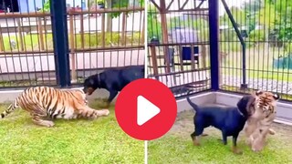 कुत्रा आणि वाघाचा भांडणाचा व्हिडीओ