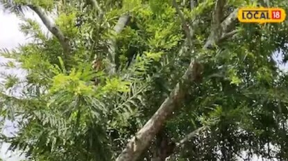 त्यांच्या बागेला आता 10हून अधिक वर्ष पूर्ण झाली आहेत. इतक्या वर्षात बाग छान बहरली आहे.