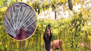 तुम्ही शेतीतून चांगलं उत्पन्न मिळवण्यासाठी प्रयत्न करत असाल, तर एकदा या भाजीची लागवडही करून पाहा. तुम्ही शेतीतून चांगलं उत्पन्न मिळवण्यासाठी प्रयत्न करत असाल, तर एकदा या भाजीची लागवडही करून पाहा.