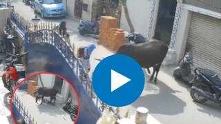 गायीचा मुलीवर जीवघेणा हल्ला