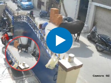 गायीचा मुलीवर जीवघेणा हल्ला