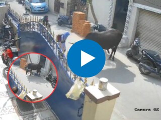 गायीचा मुलीवर जीवघेणा हल्ला गायीचा मुलीवर जीवघेणा हल्ला