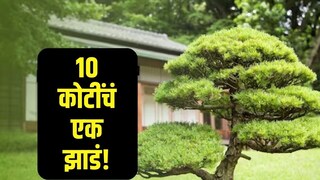 महागडं झाडं 