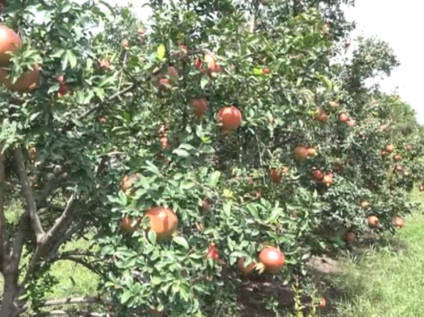  सूक्ष्म कणांमुळे ते पानांना चिकटून राहते आणि बुरशीच्या वाढीस प्रतिबंध करण्यास मदत करते. आपल्या डाळिंबीच्या बागेला तेल्याचा प्रादुर्भाव झाल्यास त्याचा वापर करावा, असे चांडक सांगतात.