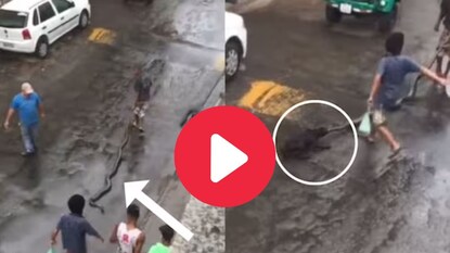 भल्यामोठ्या अजगराला तरुण रस्त्यावर ओढतोय भल्यामोठ्या अजगराला तरुण रस्त्यावर ओढतोय