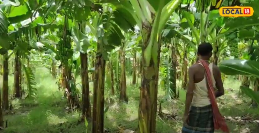 त्यांनी सांगितले की, ते आपल्या शेतीत डीएपी, यूरिया, जाइम आणि थायमेटचा वापर करतात. तसेच उन्हाळ्यात ते एका महिन्यात 4 वेळा पटवान करतात.