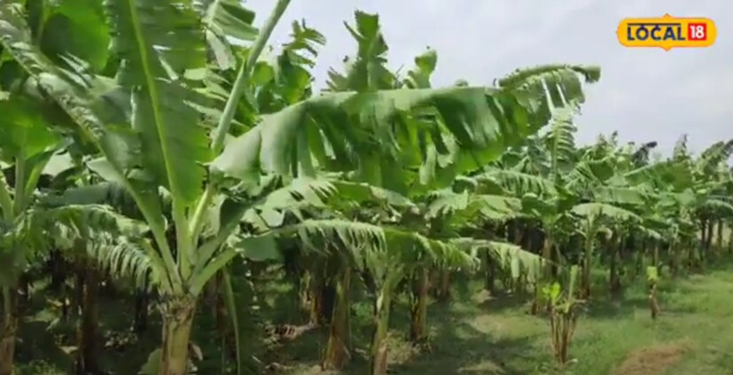 तर केळीच्या पिकावर रोगराई न पसरल्यास एकदा पिकाची लागवड केल्यानंतर 3 ते 4 वर्षे उत्पादन मिळू शकते. तसेच नफाही चांगला आहे. 