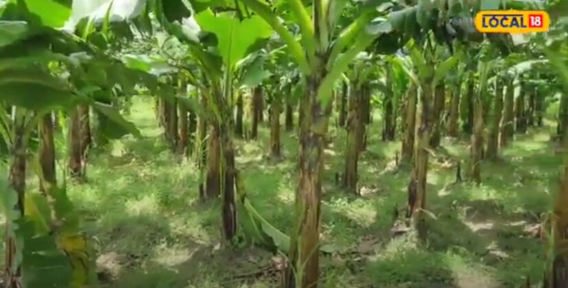 शेतकरी सोनेलाल सिंह सांगतात की, त्यांनी एका वर्षापूर्वी अर्धा एकरात केळीची लागवड केली. वर्षातून एकदा केळीचे पीक घेतले जाते, असे ते म्हणाले. 