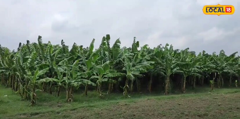 खगडिया बल्लमजान येथील शेतकरी सोनेलाल सिंग यांनी अर्धा एकरमध्ये केळीची लागवड केली आहे. या माध्यमातून त्यांना प्रत्येक हंगामात लाखोंची कमाई होत आहे.