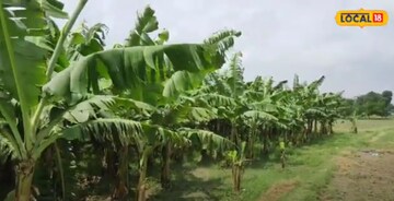 अर्धा एकर शेतीत केळीची लागवड, शेतकरी कमावतोय लाखो रुपये, PHOTOS