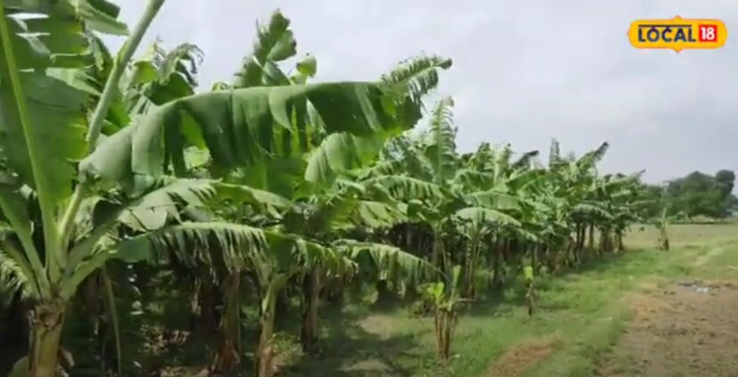 बहुतांश शेतकरी हे गहू, धान किंवा मक्याची शेती करतात. मात्र, केळीची लागवड करणारे शेतकरीही अनेक पटींनी नफा कमावत आहेत. बिहार राज्यातील अशाच एका शेतकऱ्याची यशोगाथा आपण आज जाणून घेणार आहोत. 