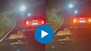 वाघाच्या बछड्याला धडकली कार