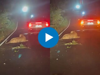 वाघाच्या बछड्याला धडकली कार वाघाच्या बछड्याला धडकली कार